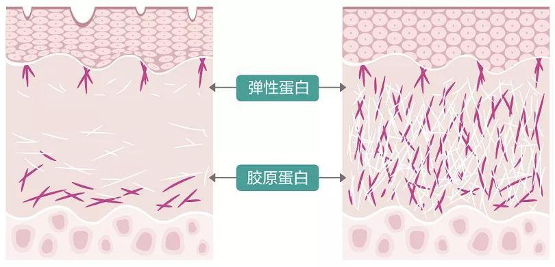 重磅研究发现25岁之后人的皮肤开始衰老干细胞技术抗衰老前景可期
