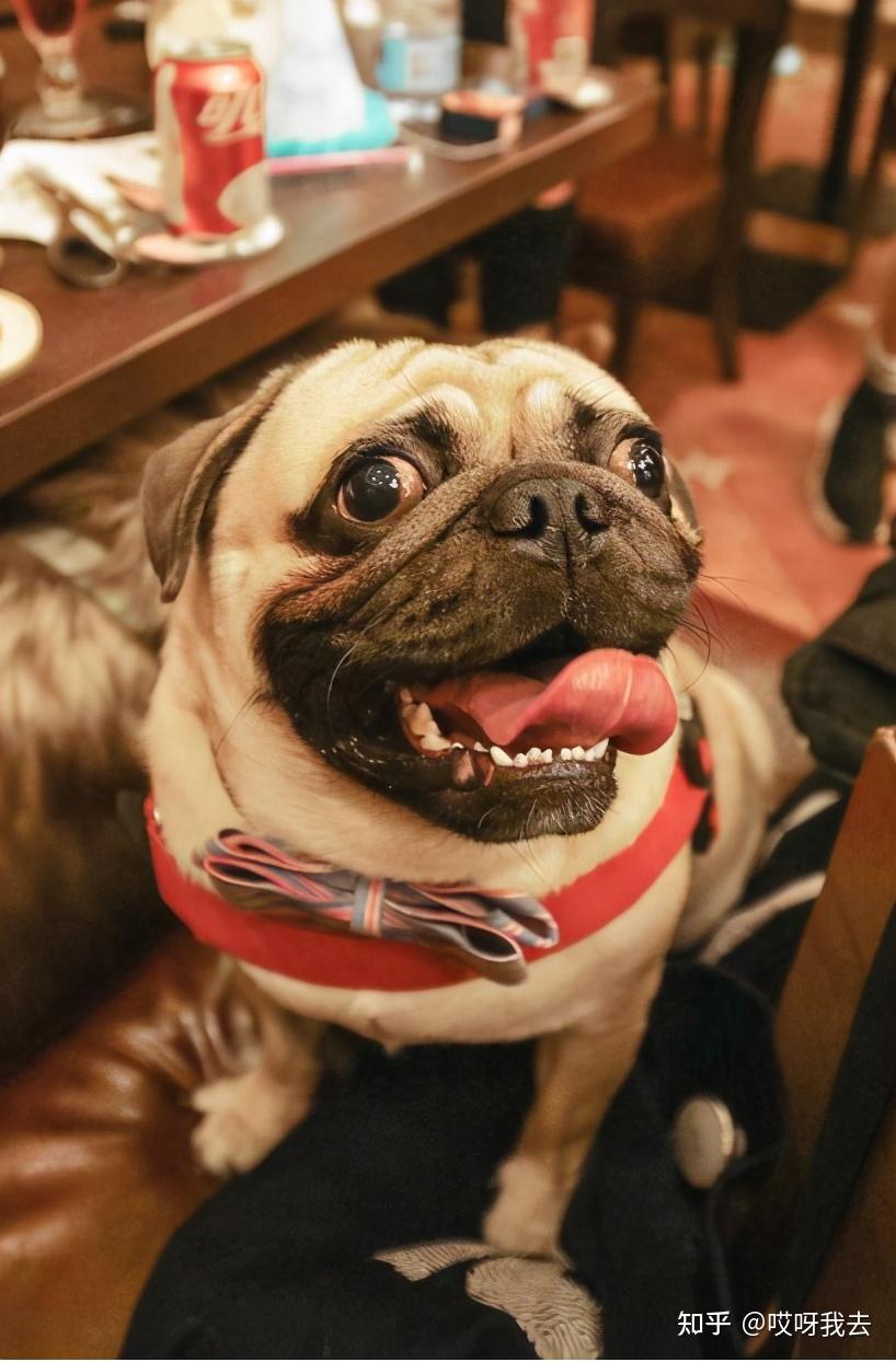 为什么巴哥犬嘴巴总是臭臭的这些原因你要知道