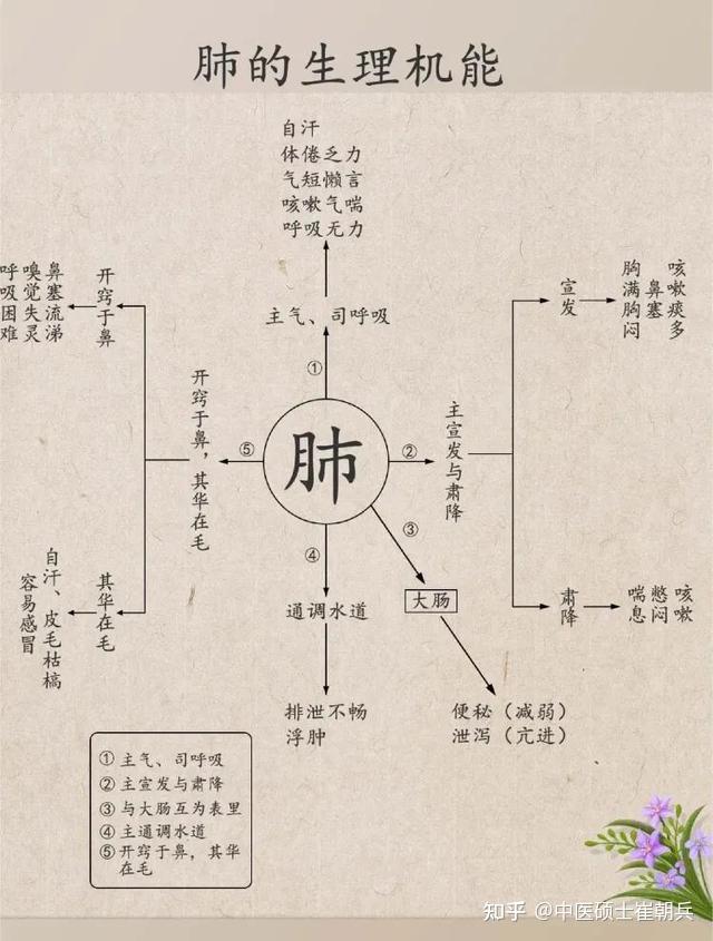 中医五脏你了解了吗? - 知乎
