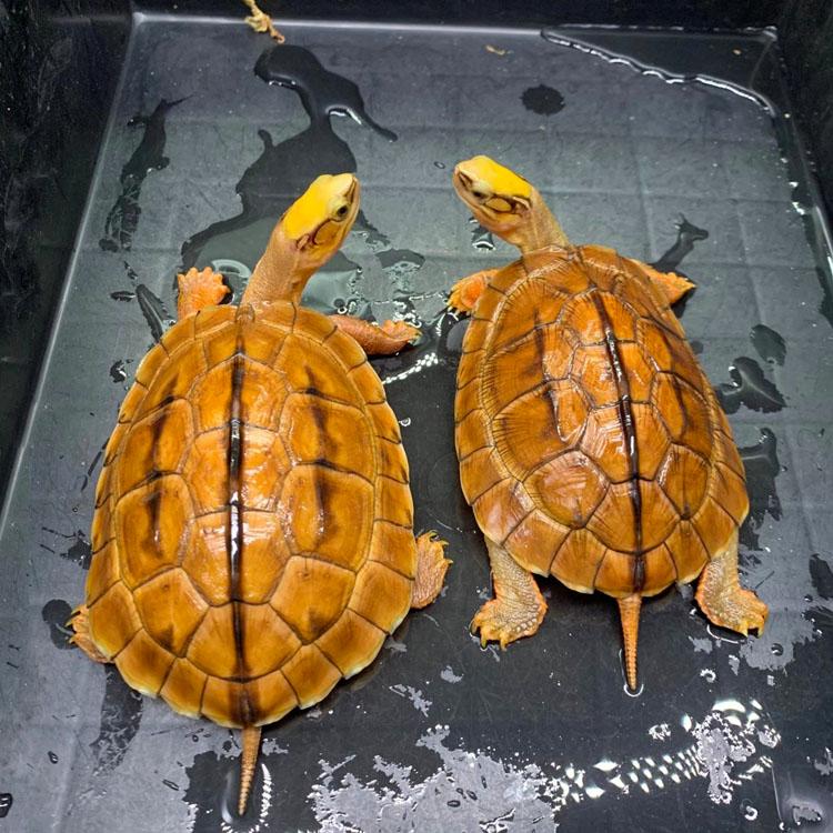 金钱龟对水质有什么要求可不可以用自来水