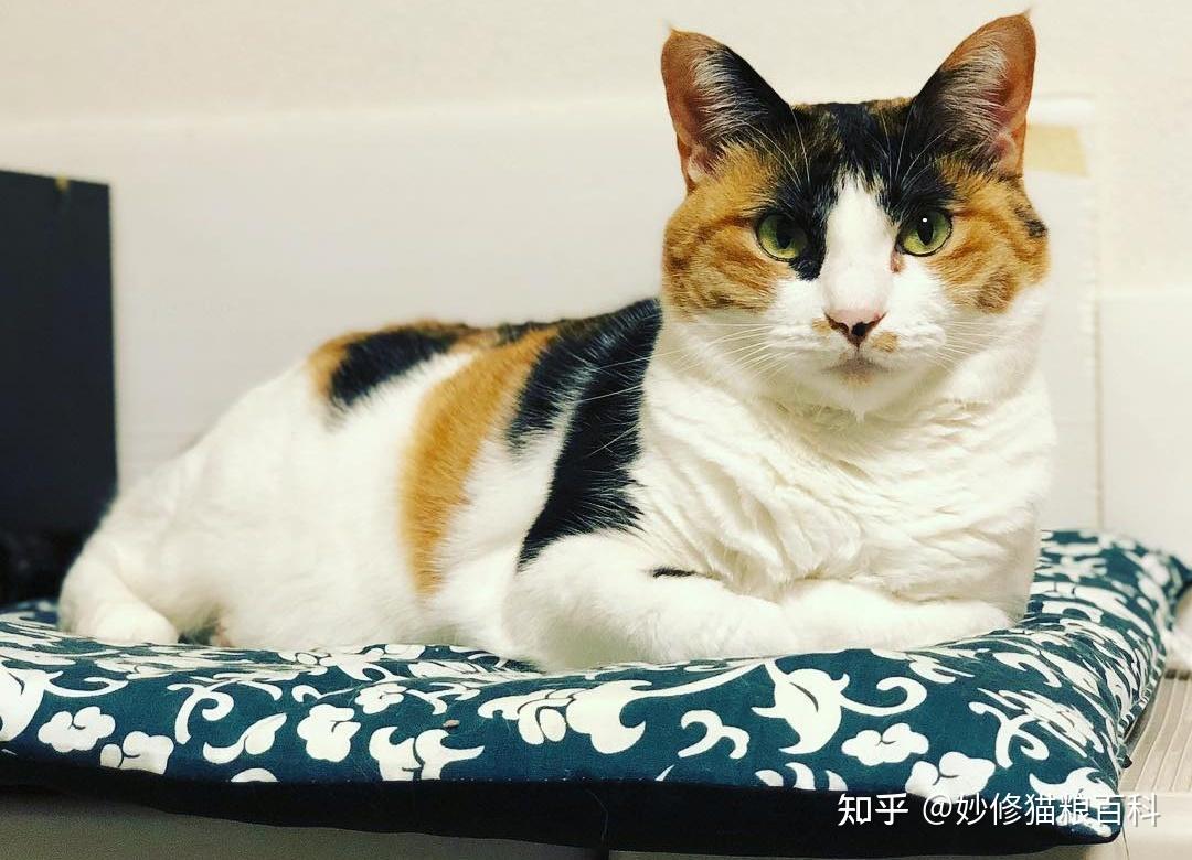 为什么更多人愿意养“三花猫”?5个原因告诉你“真相” - 知乎