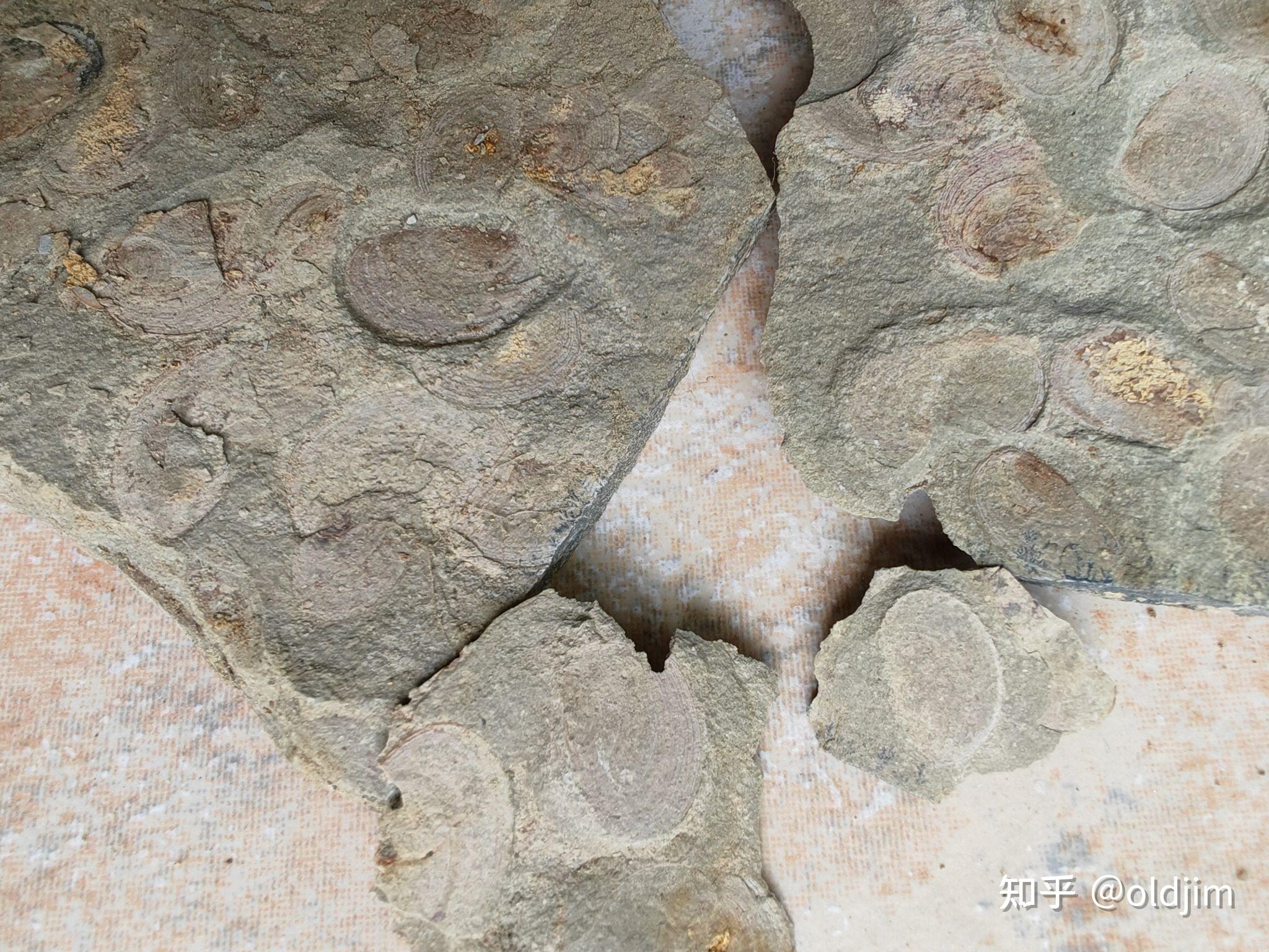 东方叶肢介化石辽西热河古生物群