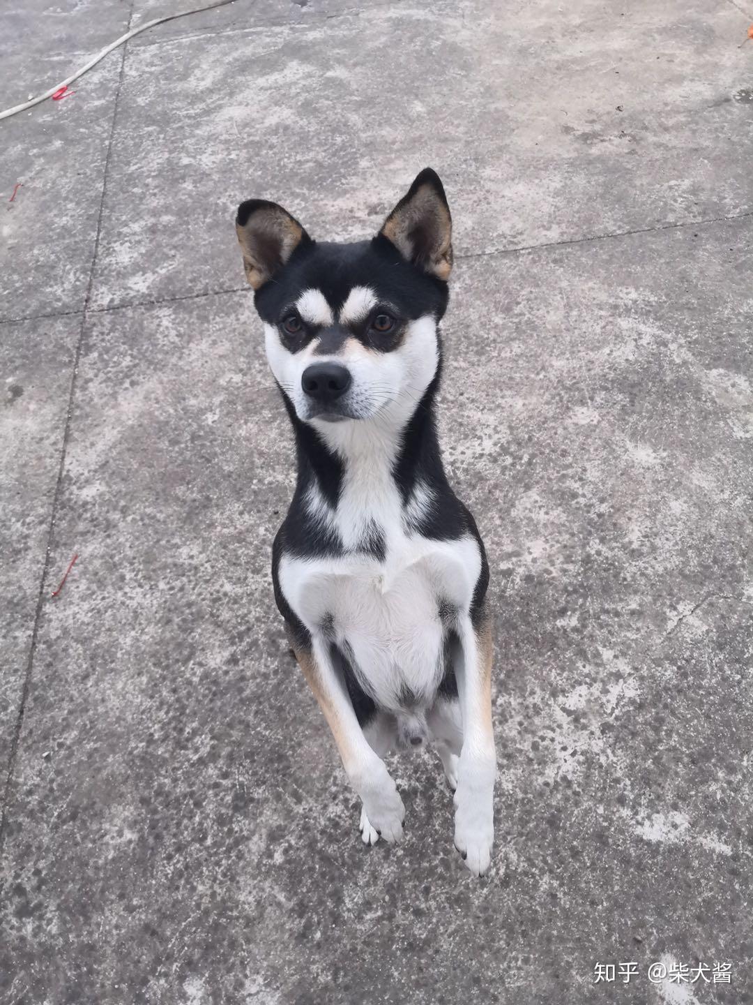 什么?五百块能买到黑柴?黑柴到底怎么选?