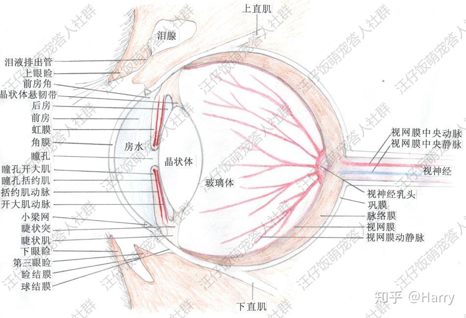 先让我们来看一张狗狗的眼部结构图那也许是鼻泪管堵塞或眼周有问题