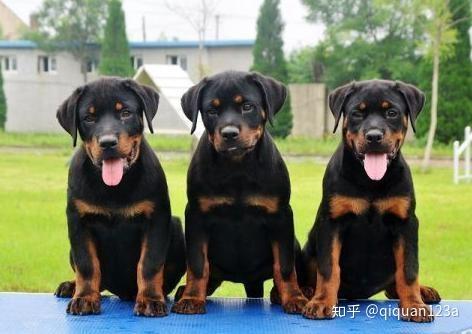 家庭四大护卫犬,有你的菜吗