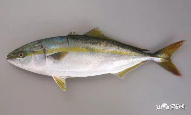 鰤鱼新年到了我想吃鰤鱼馅儿的饺子了