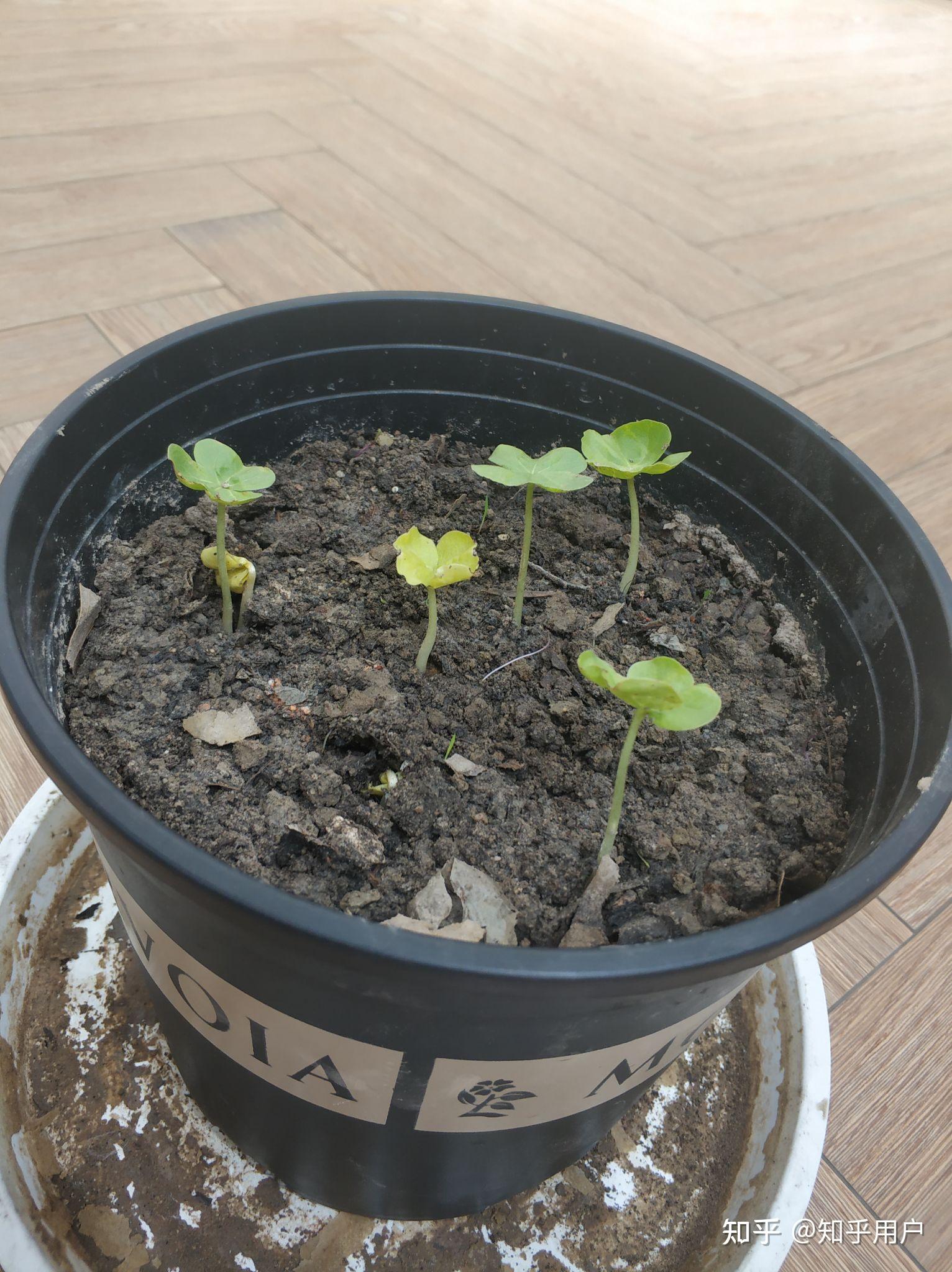 我种了几株棉花