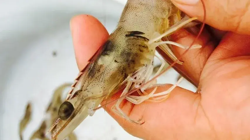 轻松识别虾病多图 认识不同状态的虾鳃