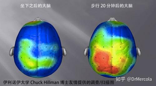 鍛鍊還會激活一些神經遞質,比如安多芬,5-羥色胺,多巴胺,穀氨酸和