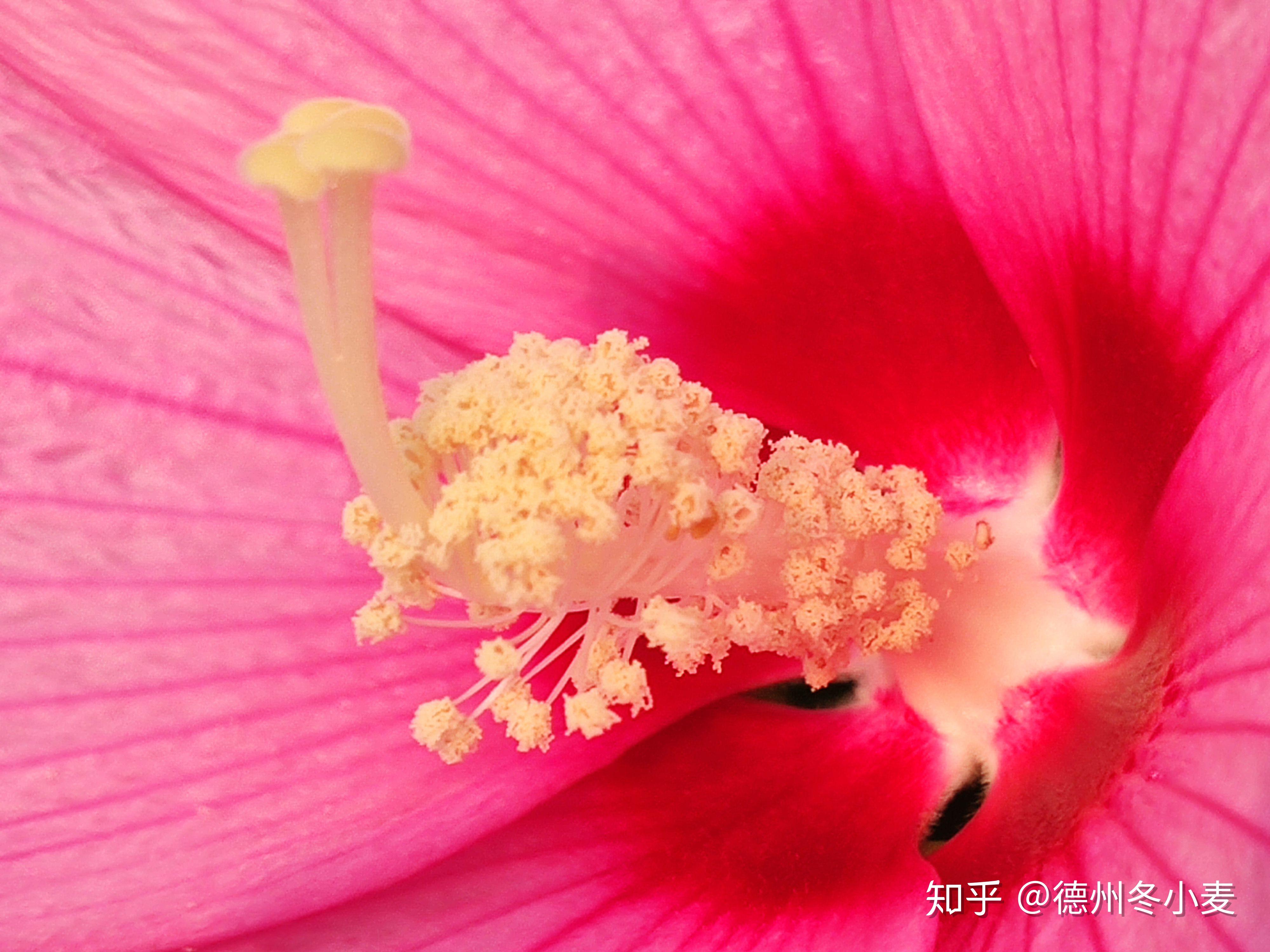 寒露节气话说大花秋葵的花蕊