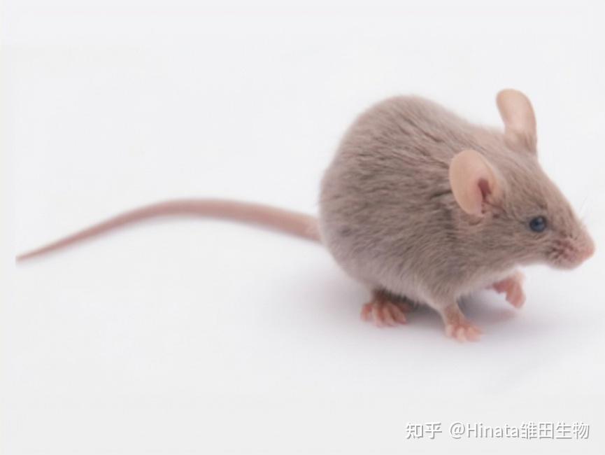 Balb/c, C57, 傻傻分不清楚？一文厘清实验小鼠 - 知乎