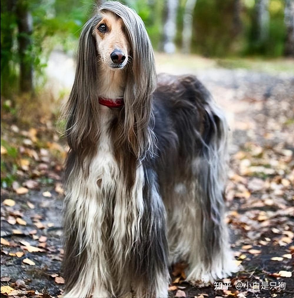 六种不建议养的狗体臭大你踩雷了吗