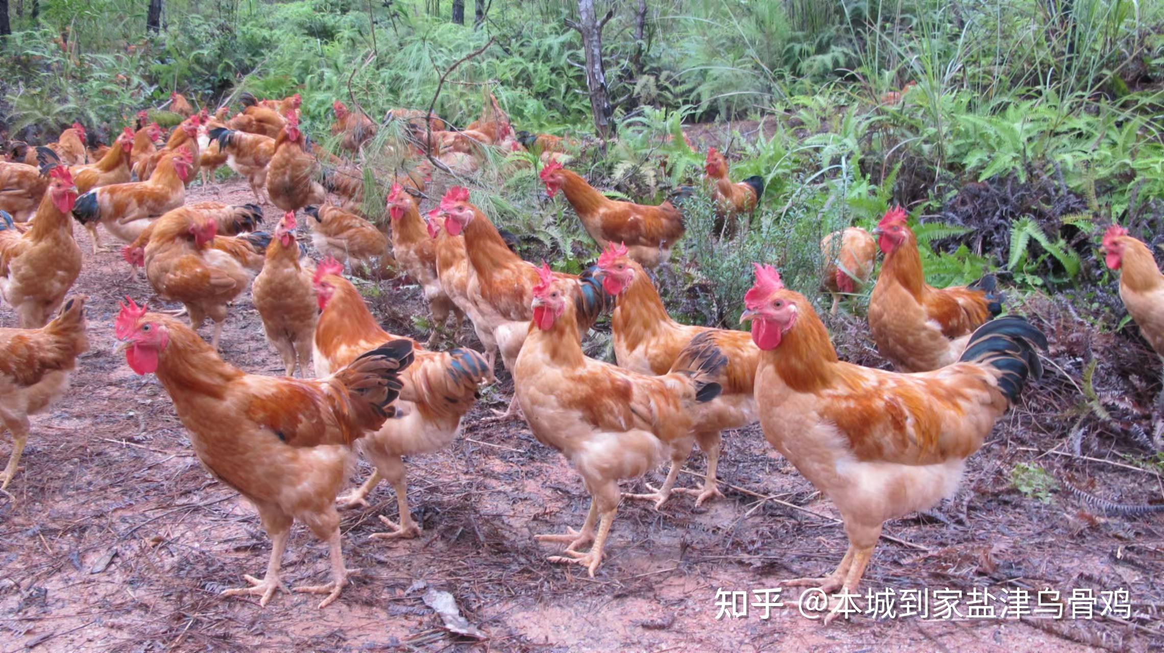 中国十大名鸡有哪些？盘点各地160种知名烧鸡，有你家乡的吗？每一种都是本地人的最爱 - 哔哩哔哩