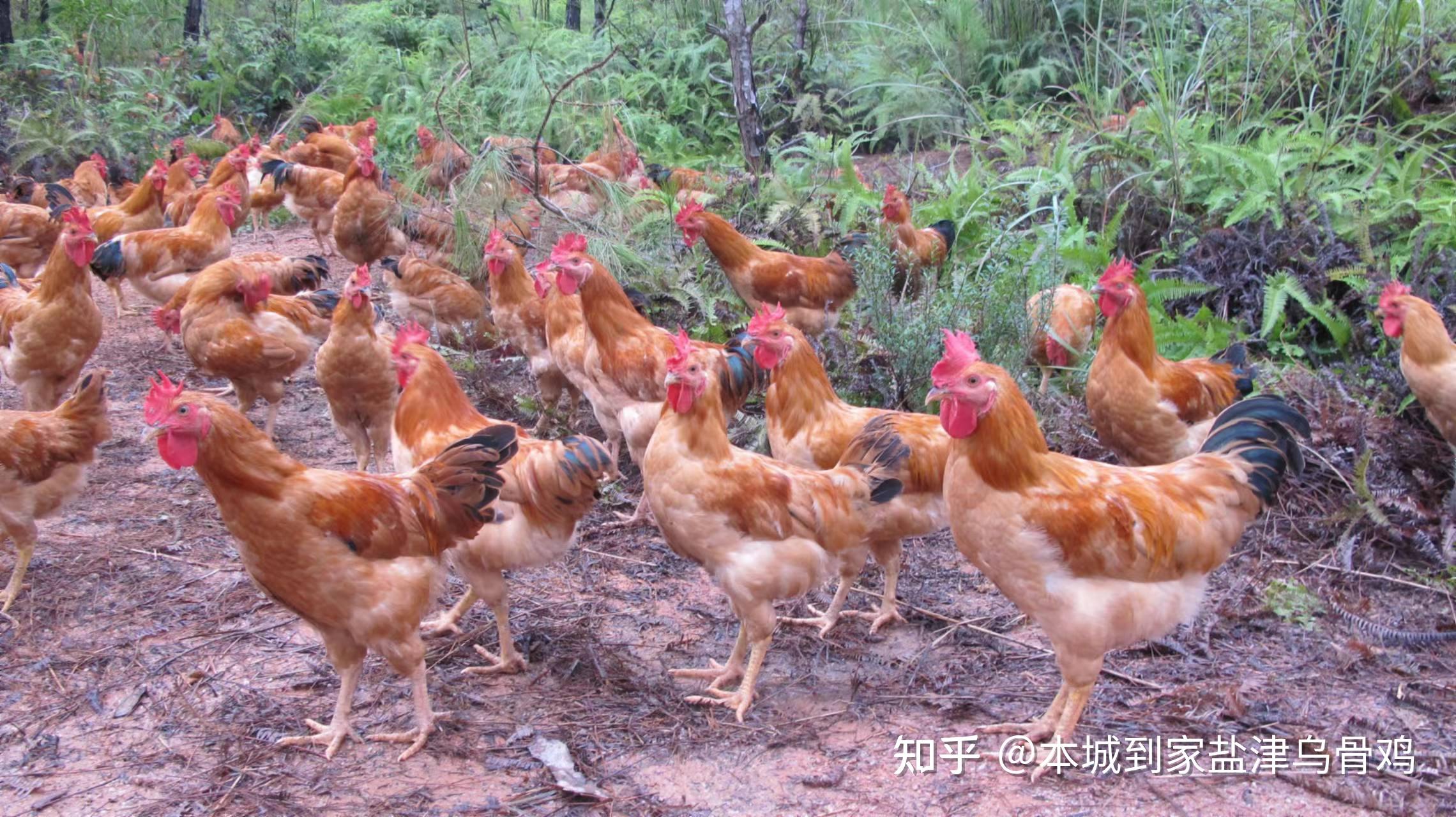 中国受欢迎的几大名鸡,知道一个算你牛! - 知乎