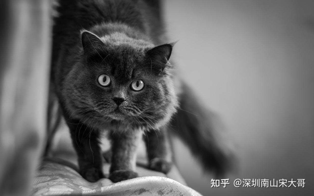 深圳住宅小区爱心人士,拿出食物定期喂养流浪猫,点赞多