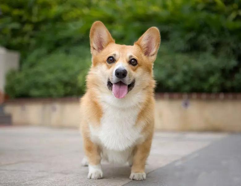 柯基犬最大多大标准的身长体重- 知乎