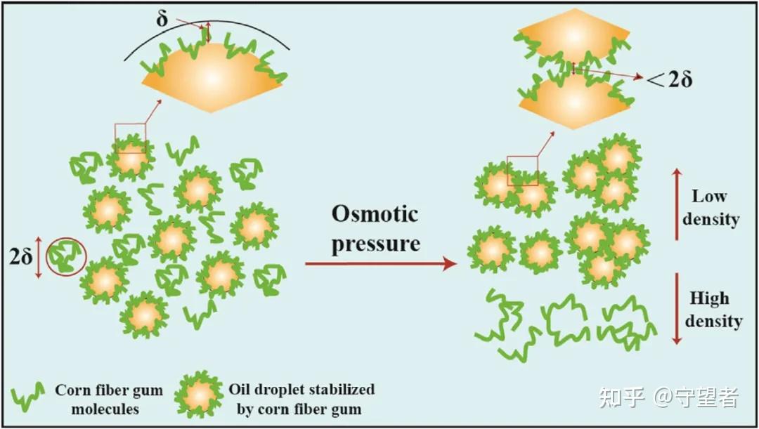 trends food sci tech:阿拉伯木聚糖玉米纤维胶的结构,性质及潜在应用