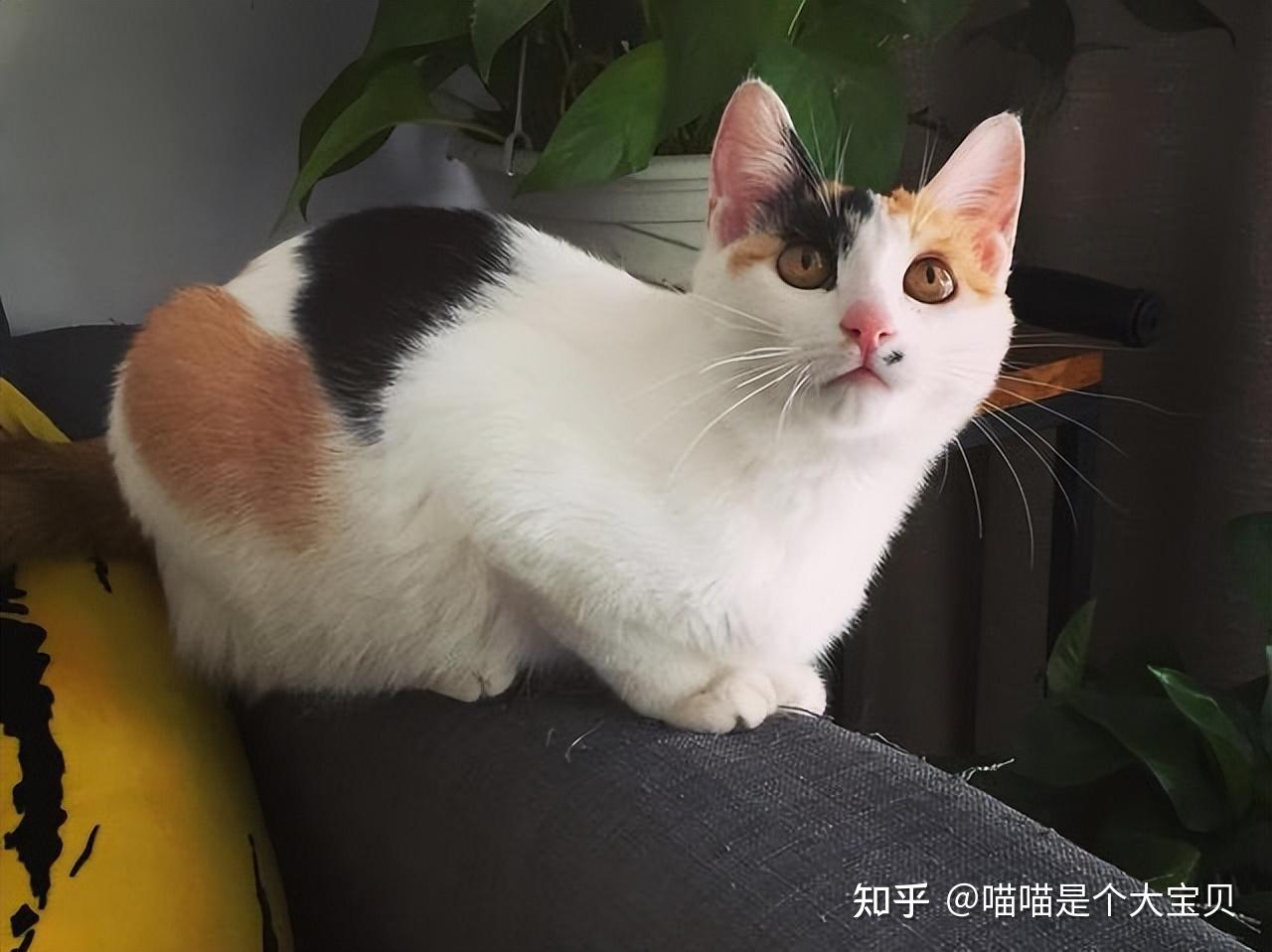 为什么那么多人爱养“三花猫”,网友:养了就不换猫了 - 知乎