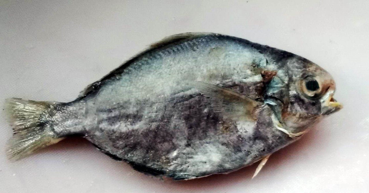 您可能吃到了假鱼闲聊鲳鱼作者暮晖熠熠乐乐