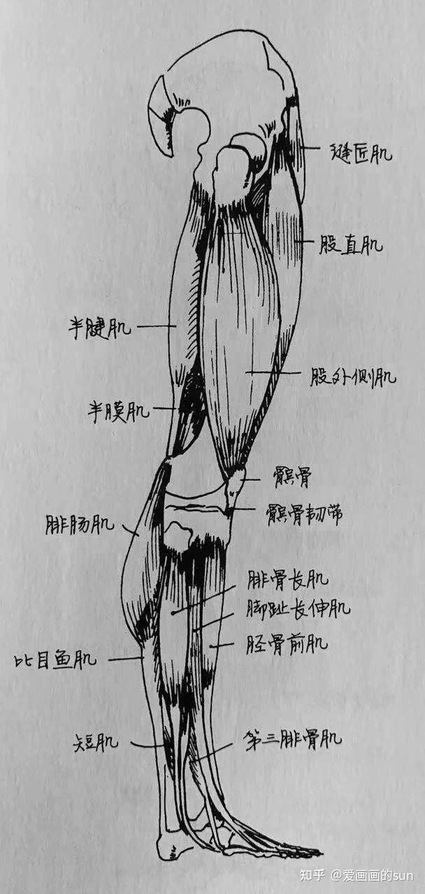 左腿结构图图片