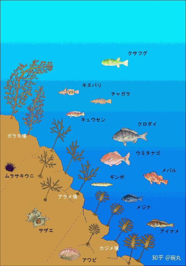 相比其他种类的海胆,赤海胆的风味到底有什么不同呢?