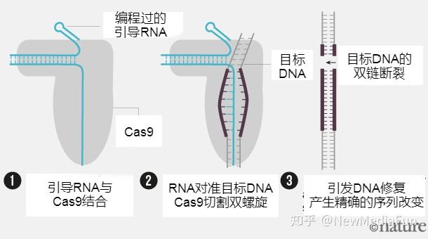 “基因剪刀”发现史:两位女科学家如何意外发现重写生命密码的工具 - 知乎