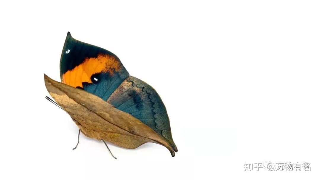 栖息地的退减,极端气候平凡等因素影响,全球很多蝴蝶的物种数量锐减