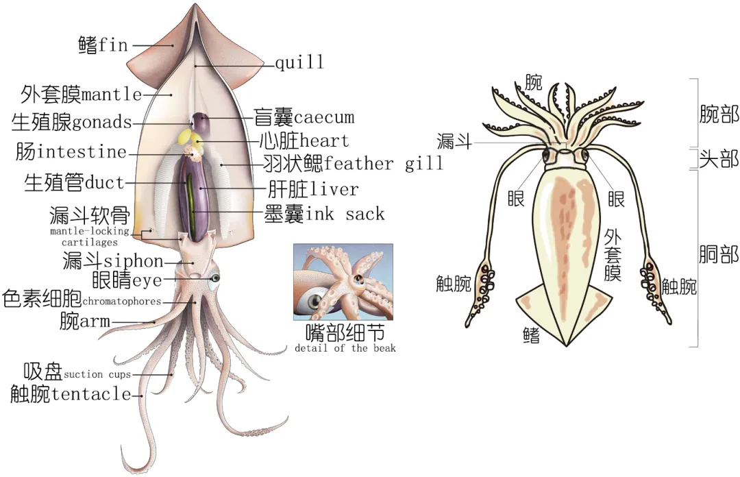 鱿鱼内脏图解 解剖图图片