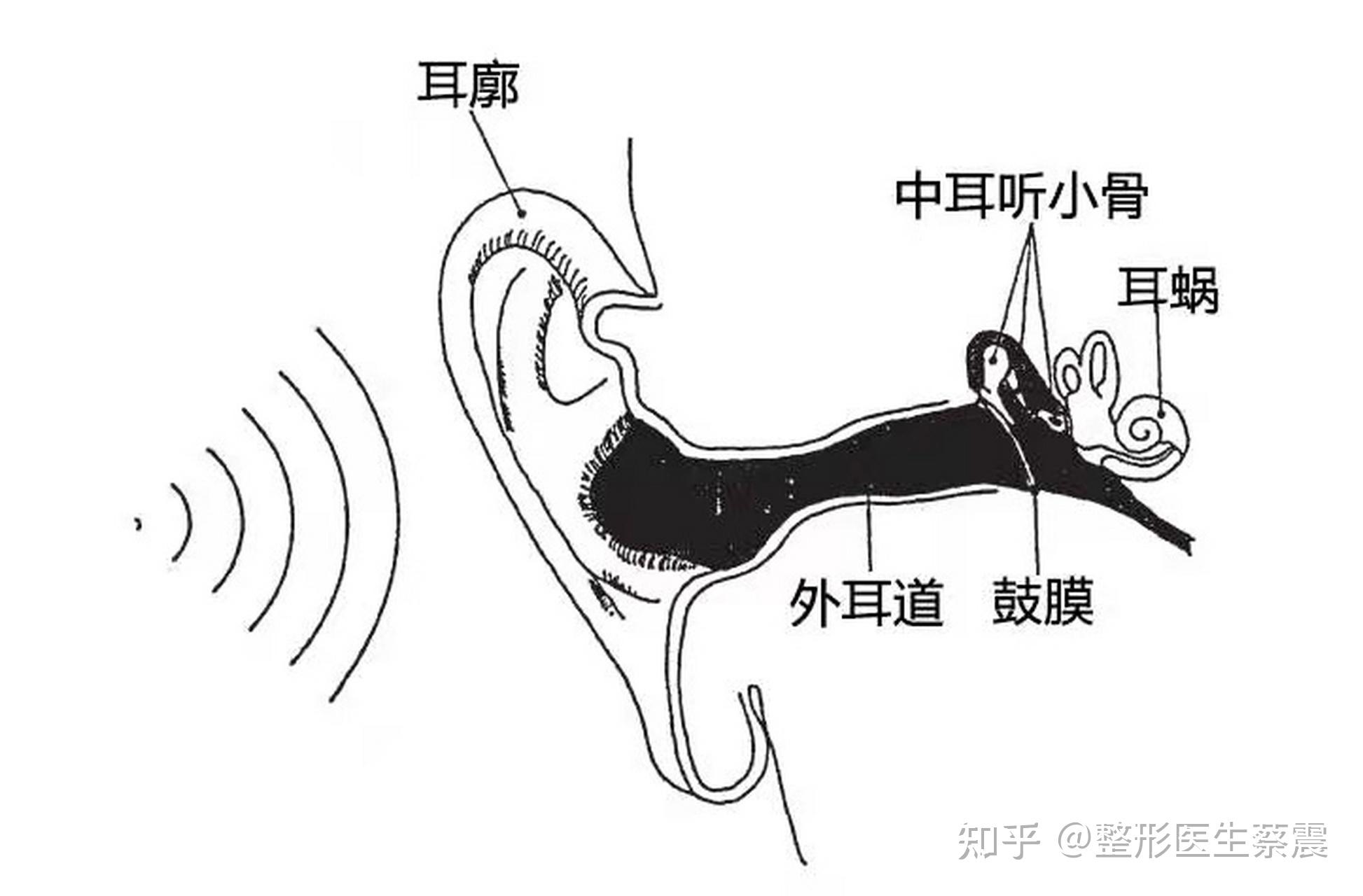 小耳朵是怎么形成的图片