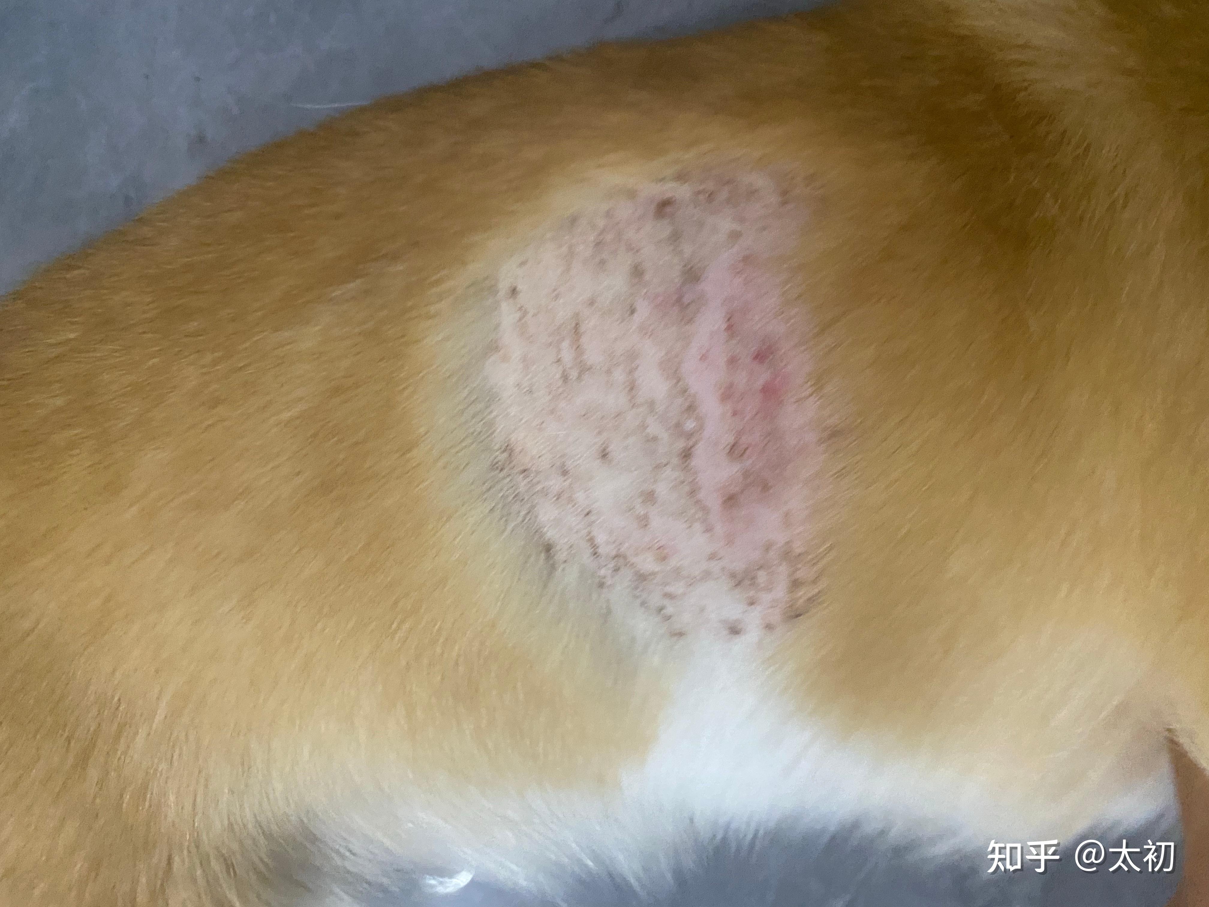 宠物狗常见6种皮肤病讲解，发病部位及症状特点分析|狗狗|皮肤|皮肤病_新浪新闻