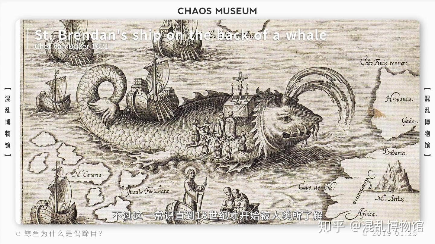 配图】鲸鱼为什么是偶蹄目丨混乱博物馆- 知乎