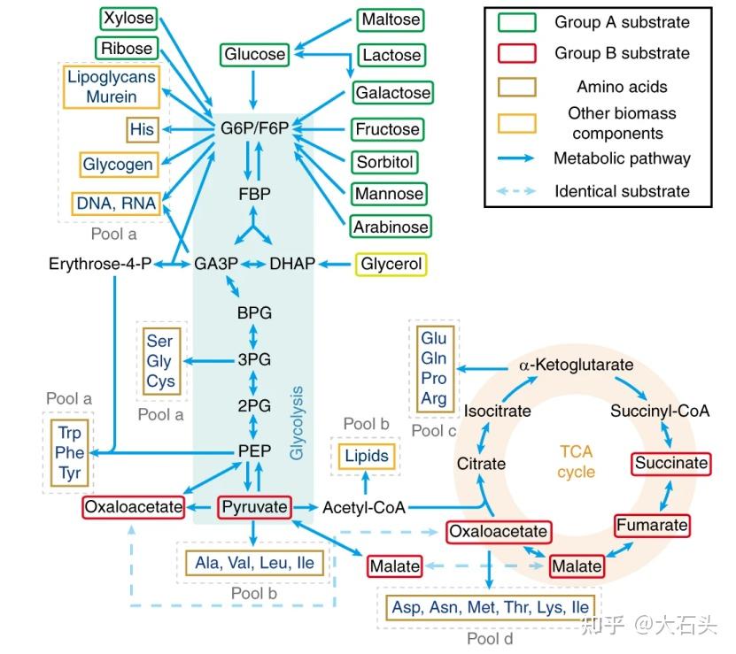 酶约束代谢网络模型ecGEM - 知乎