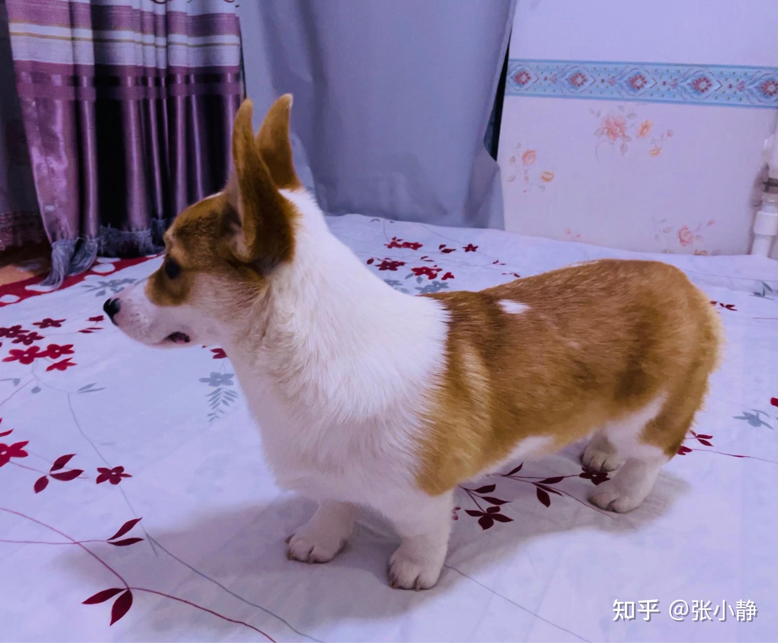 大家看看我三个月的柯基纯不纯腿是不是太长了