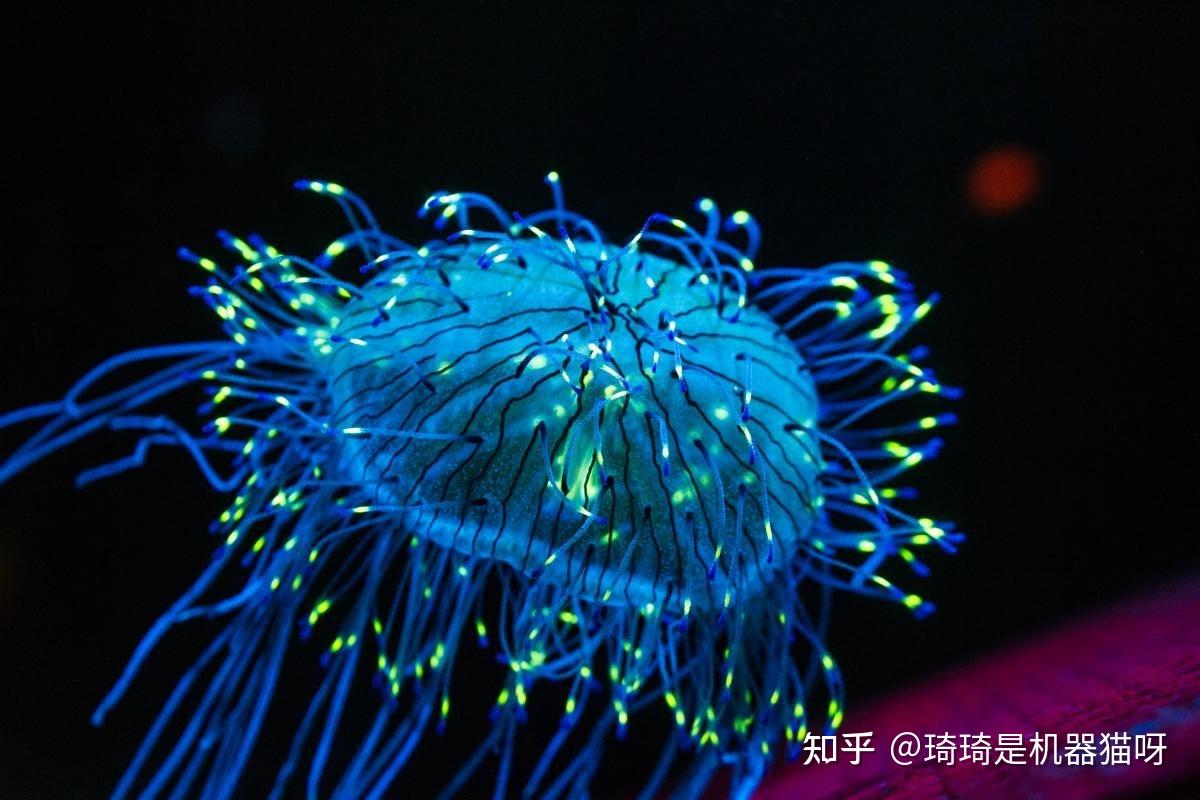 托福阅读精读指南 生物类 Bioluminescence in Marine Creatures - 知乎