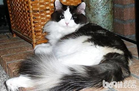 褴褛猫多少钱一只褴褛猫价格