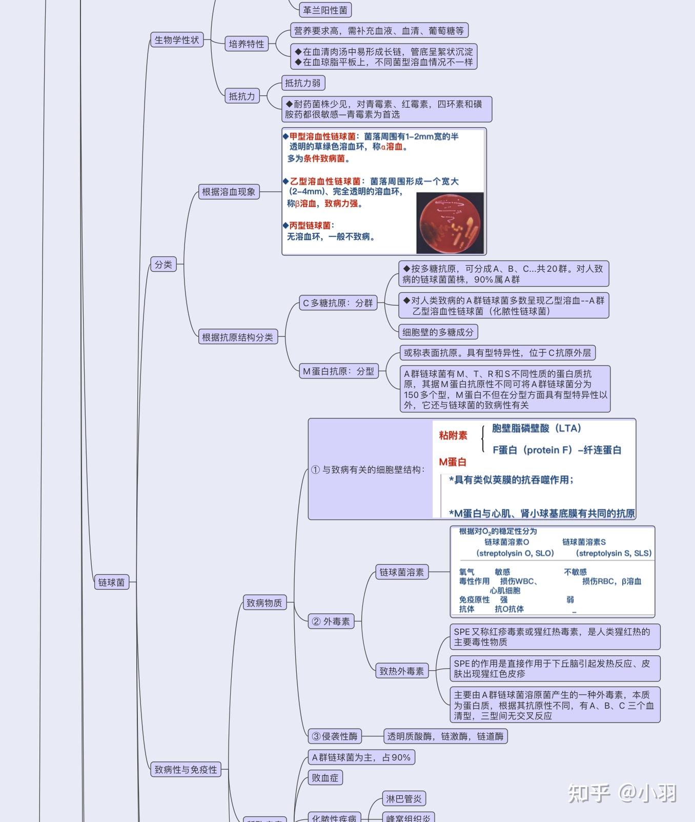 微生物类群思维导图图片