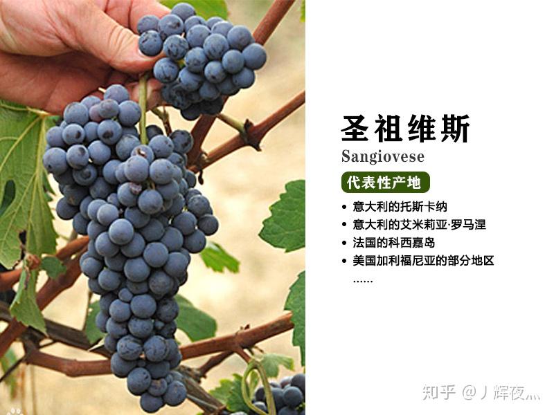 圣祖维斯sangiovese