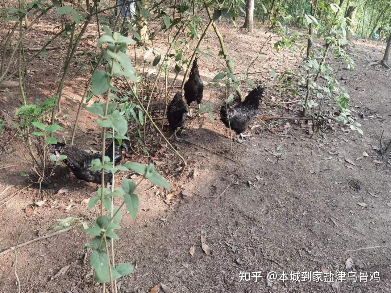 哪个城市被誉为乌骨鸡之乡? - 知乎