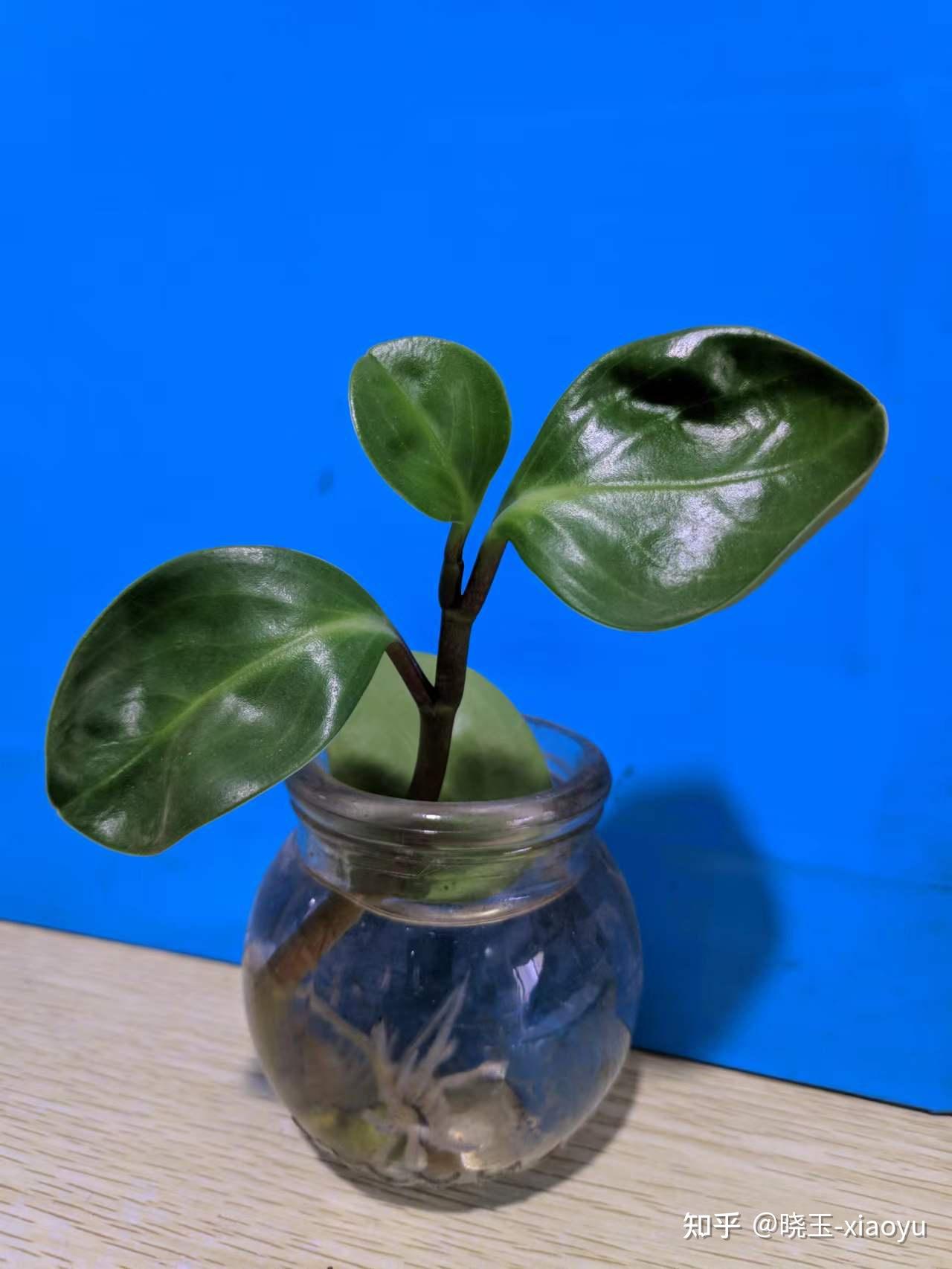 圆叶椒草 - 知乎