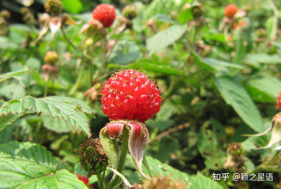 覆盆子蓬蘽空心藨蛇莓高粱泡傻傻分不清