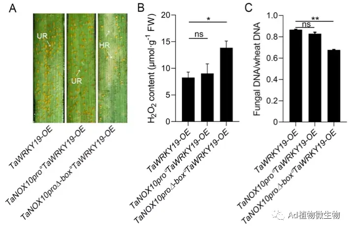 plantcell西北农林科技大学王晓杰团队揭示损害小麦条锈病菌抗性的