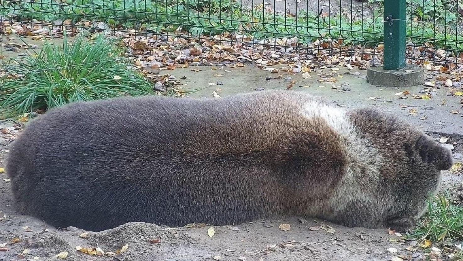 两种介于动物和植物之间的神奇存在专家称它为盲支