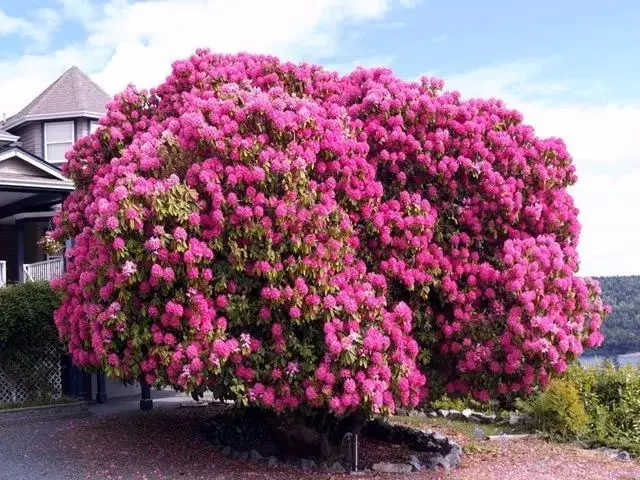 不枯长生,高龄花树