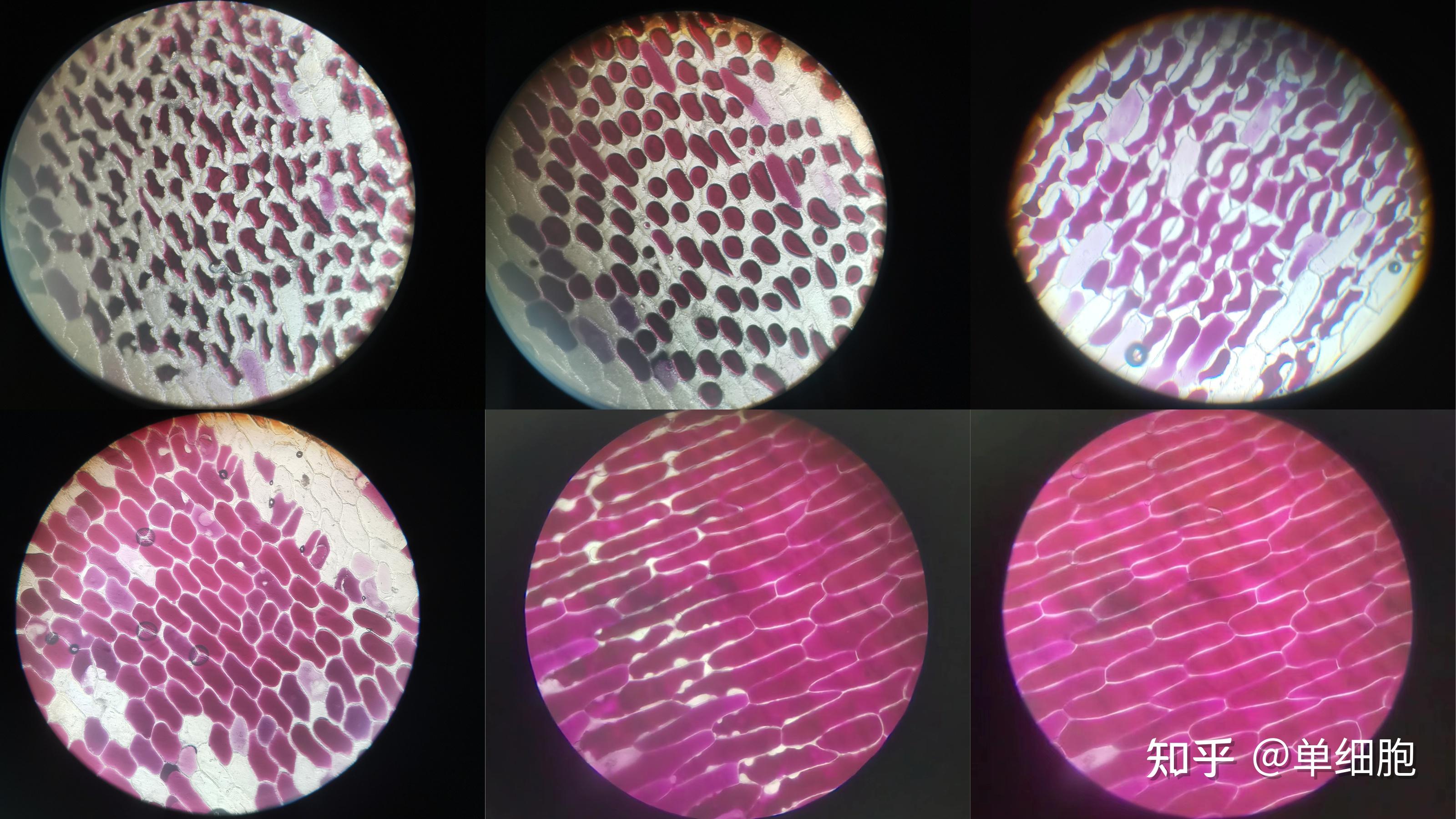 脂肪,淀粉和蛋植物细胞的吸水和失水dna的粗提取与鉴定菊花的组织培养