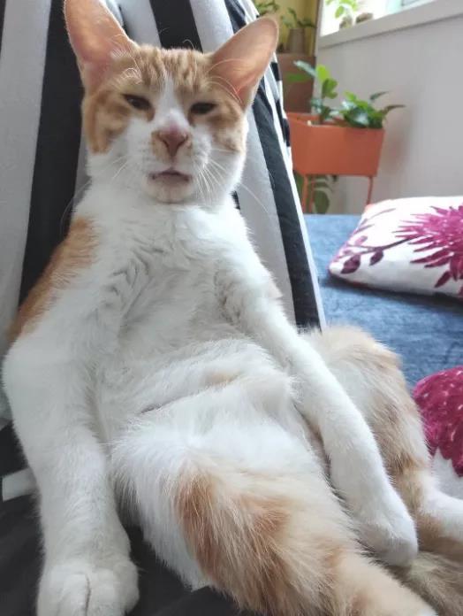 一只猫能长得有多潦草