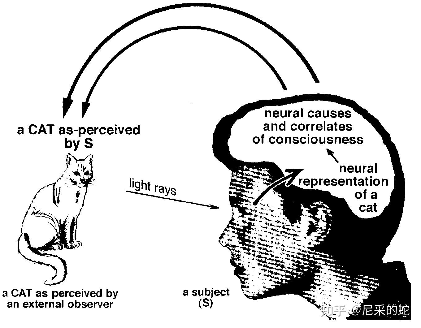意识的起源在哪里？两种交锋的神经科学理论 Where Does Consciousness Come From? Two ...