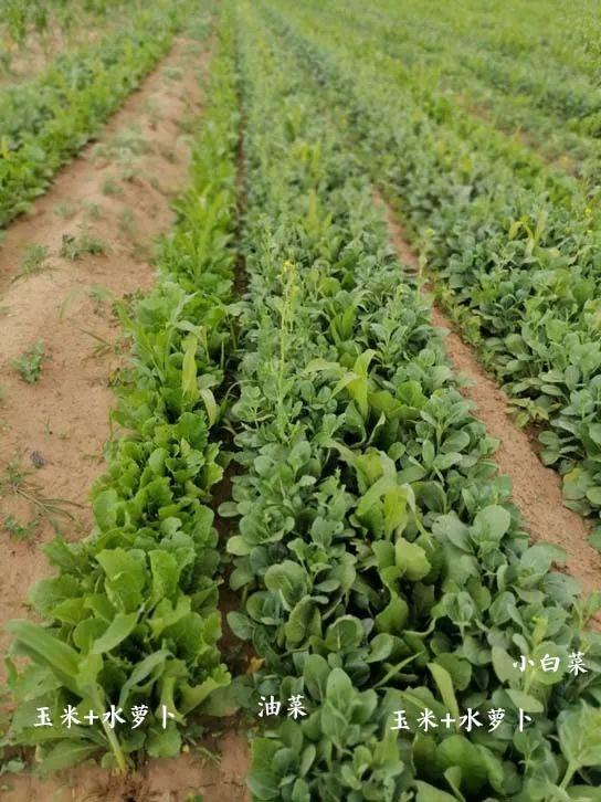 我的食物我做主自然生长的蔬菜最靠谱