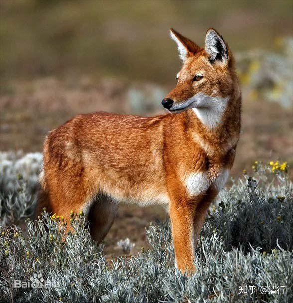 500只埃塞俄比亚狼