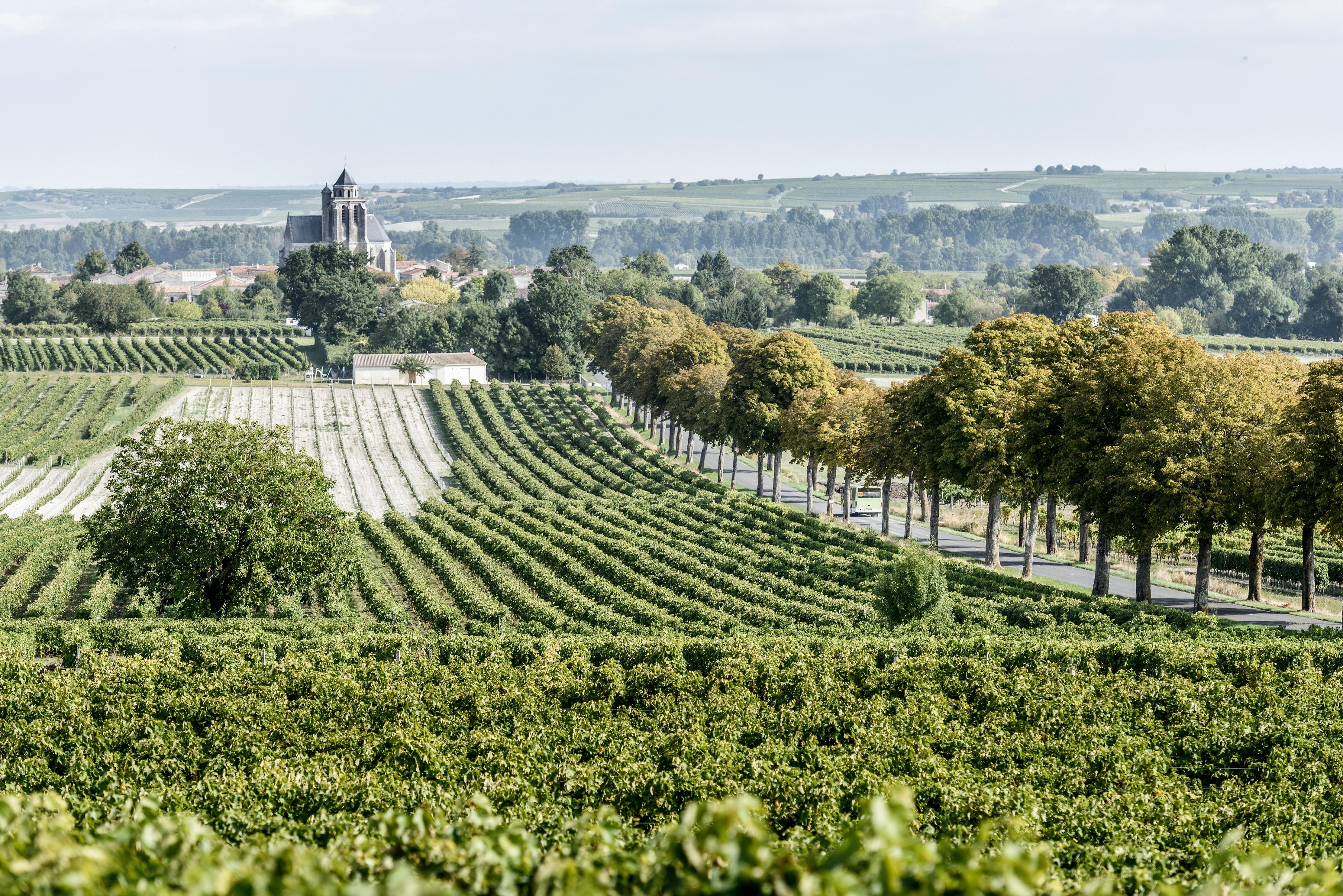 如何简单且专业地区分白兰地干邑优质香槟区干邑