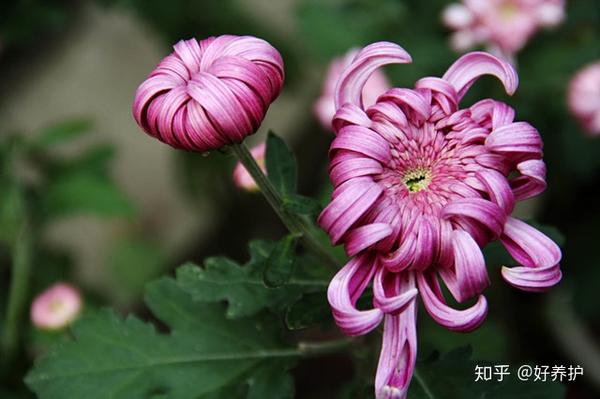 15种适合庭院秋天种植的花卉 知乎
